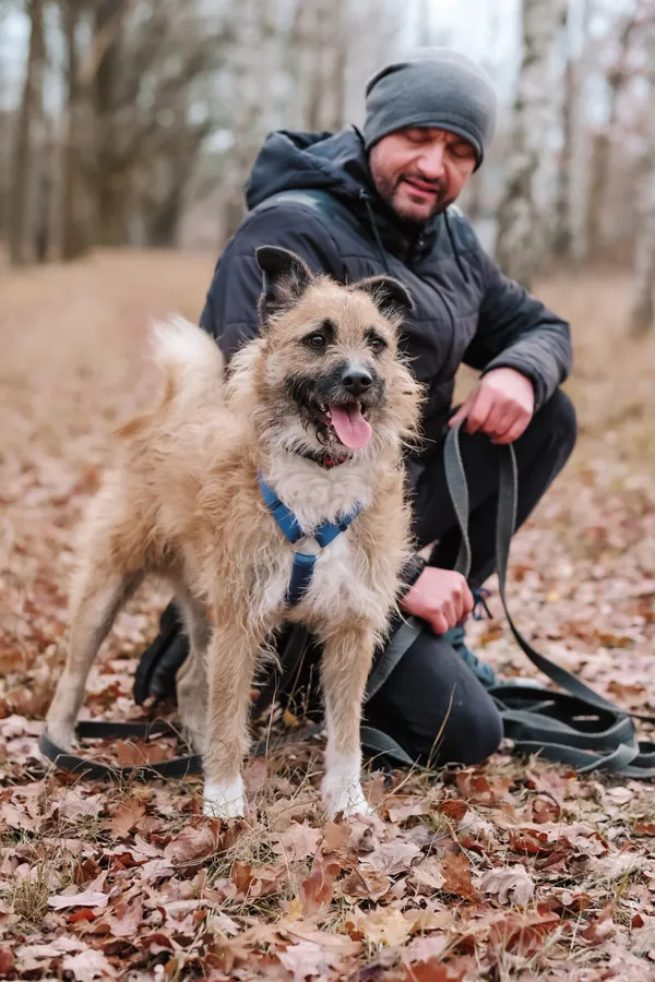 Pies do adopcji, Milanówek, 1 grudnia 2025 (1/5)