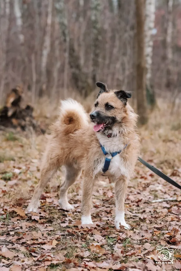 Pies do adopcji, Milanówek, 1 grudnia 2025 (2/5)