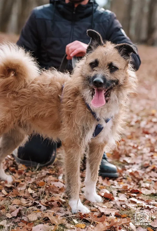 Pies do adopcji, Milanówek, 1 grudnia 2025 (3/5)