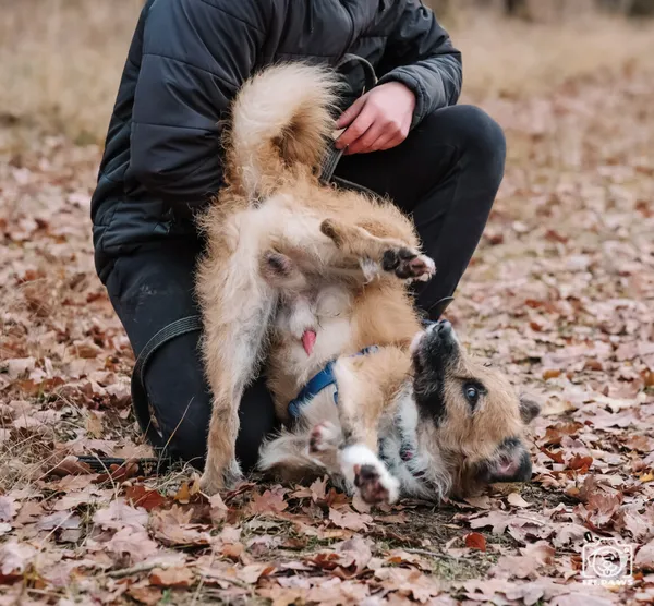 Pies do adopcji, Milanówek, 1 grudnia 2025 (4/5)