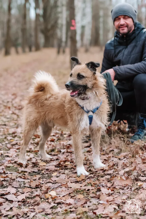Pies do adopcji, Milanówek, 1 grudnia 2025 (5/5)