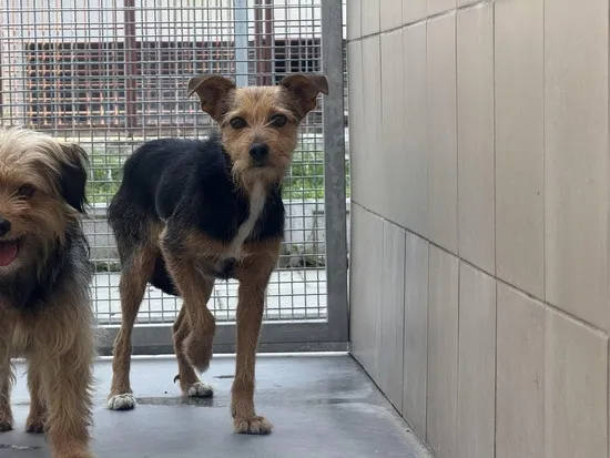 Pies do adopcji, Kraków, 31 sierpnia 2025