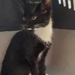 Kot do adopcji
