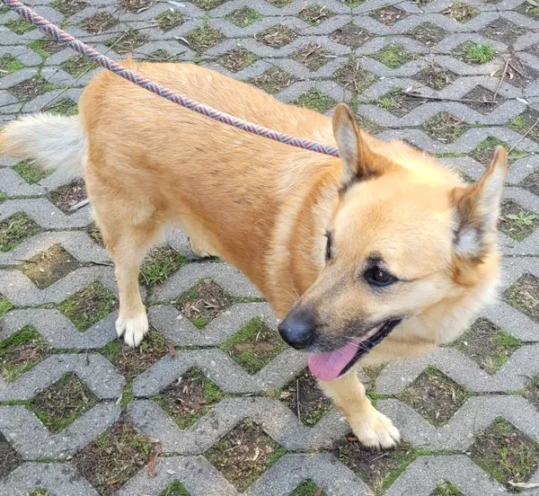 Znaleziono psa, Radom, 13 września 2025