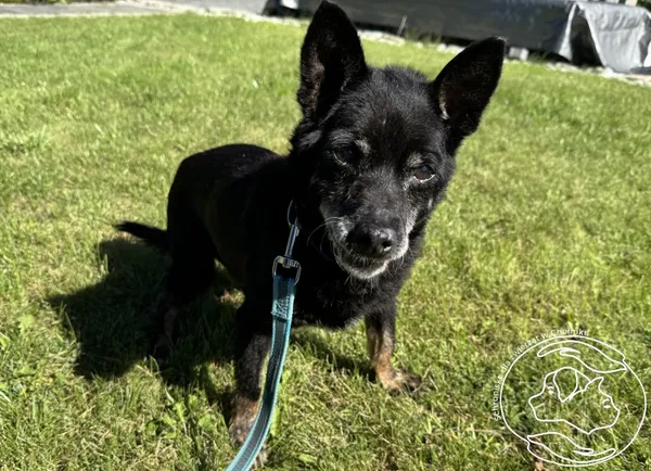 Pies do adopcji, Chełmek, 30 kwietnia 2025