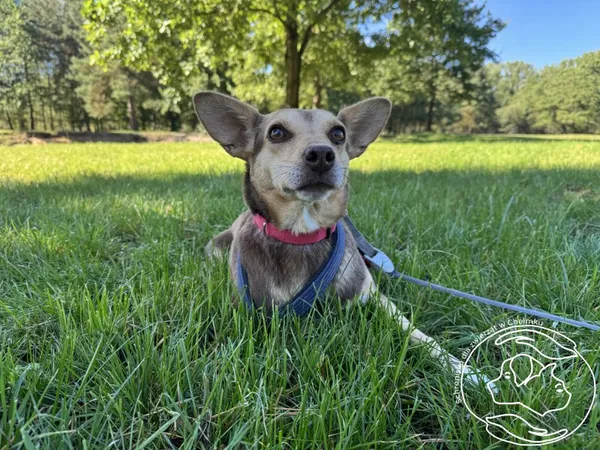 Pies do adopcji, Chełmek, 9 listopada 2024