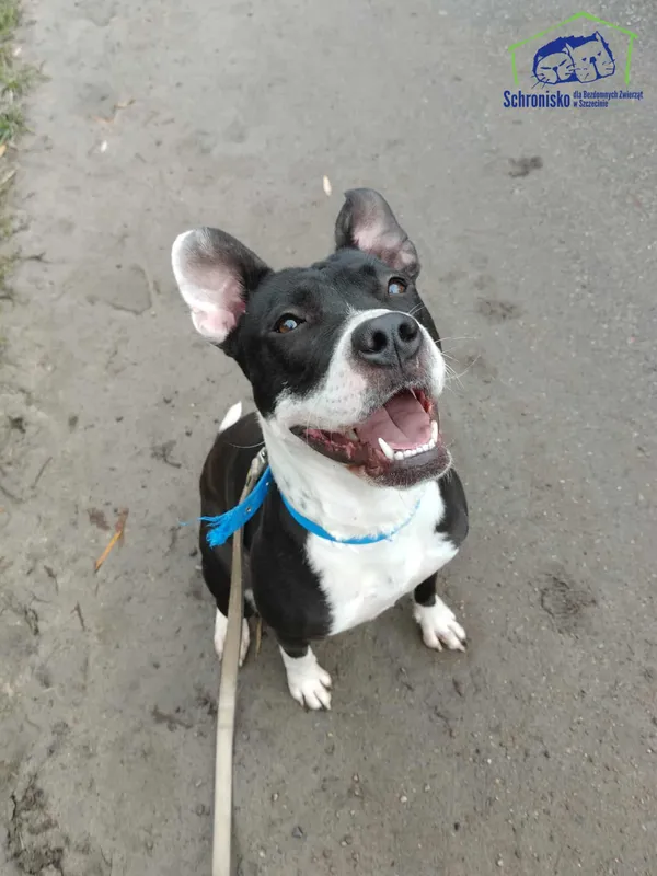 Znaleziono psa, Szczecin, 14 września 2025 (1/3)