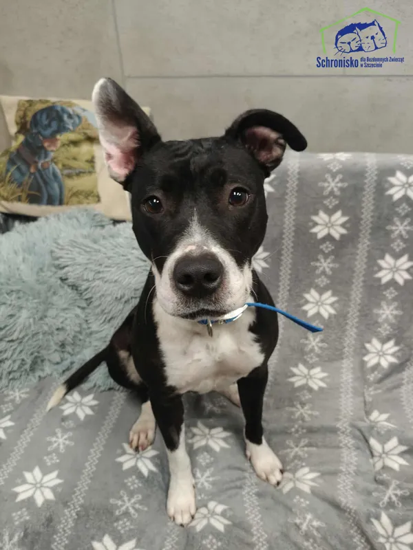 Znaleziono psa, Szczecin, 14 września 2025 (2/3)