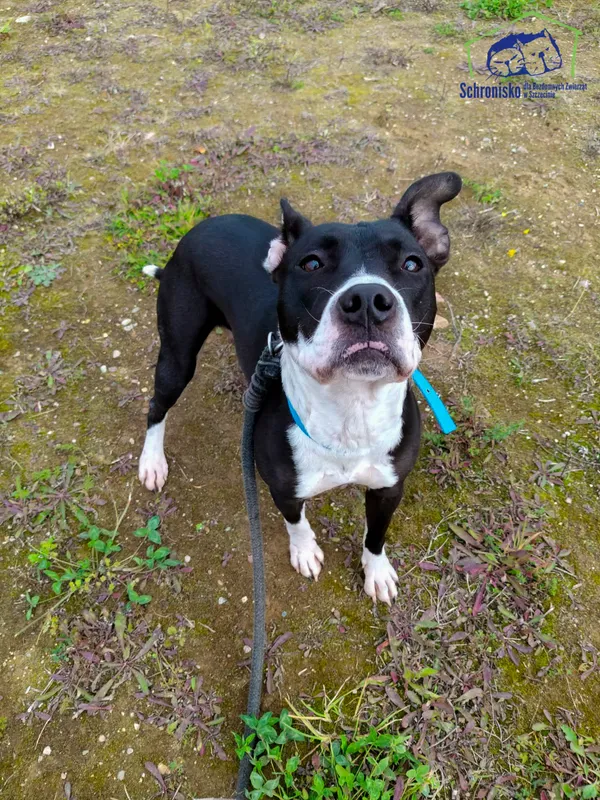 Znaleziono psa, Szczecin, 14 września 2025 (3/3)