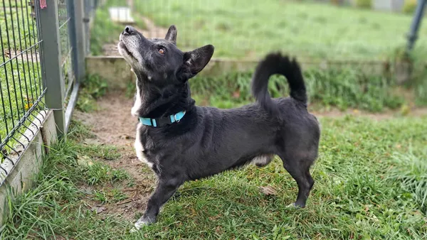 Znaleziono psa, Olsztyn, 13 września 2025 (4/5)