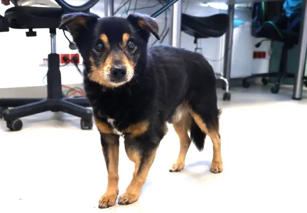 Znaleziono psa, Łódź, 14 września 2025 (1/2)