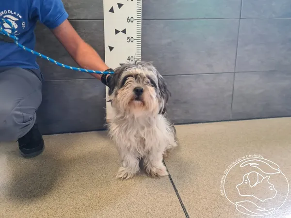 Znaleziono psa, Chełmek, 15 września 2025