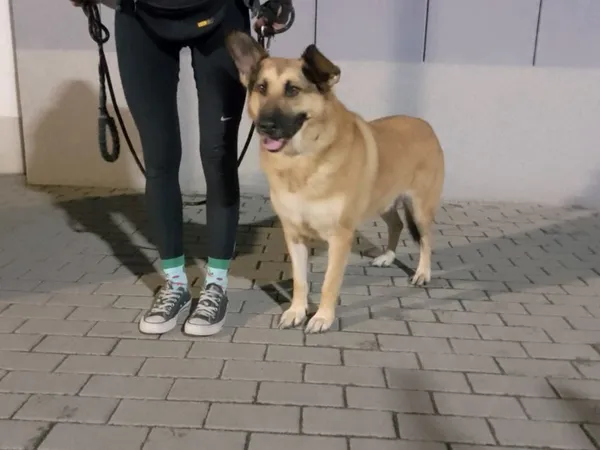 Znaleziono psa, Bydgoszcz, 14 września 2025