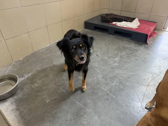 Pies do adopcji, Kraków, 1 września 2025