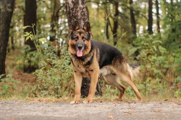 Pies do adopcji, Nowodwór, 15 września 2025 (2/5)