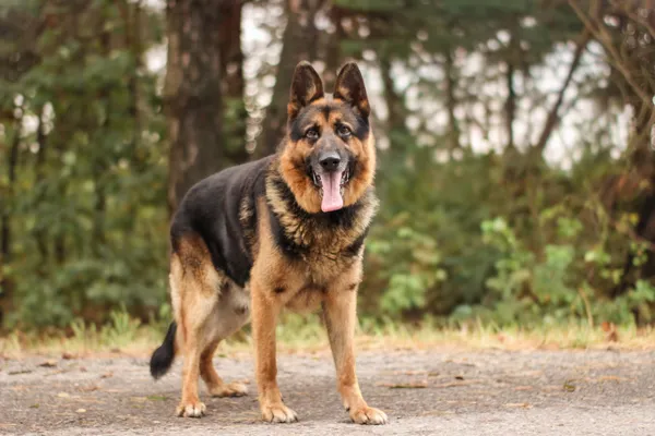 Pies do adopcji, Nowodwór, 15 września 2025 (3/5)