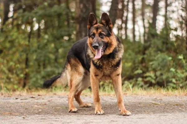 Pies do adopcji, Nowodwór, 15 września 2025 (4/5)