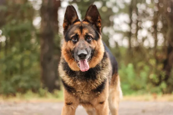 Pies do adopcji, Nowodwór, 15 września 2025 (5/5)