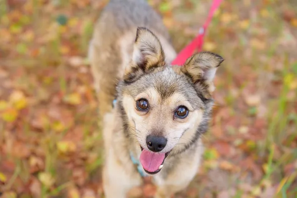 Pies do adopcji, Nowodwór, 15 września 2025 (1/5)