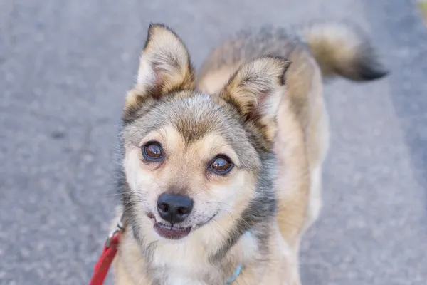 Pies do adopcji, Nowodwór, 15 września 2025 (3/5)