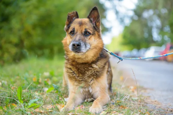 Pies do adopcji, Nowodwór, 15 września 2025 (1/5)