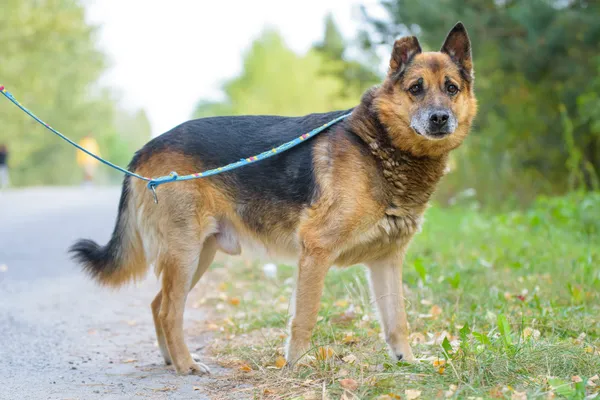 Pies do adopcji, Nowodwór, 15 września 2025 (2/5)