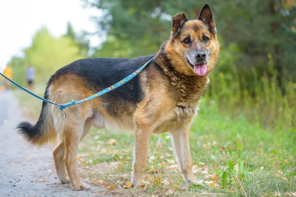 Pies do adopcji, Nowodwór, 15 września 2025 (3/5)