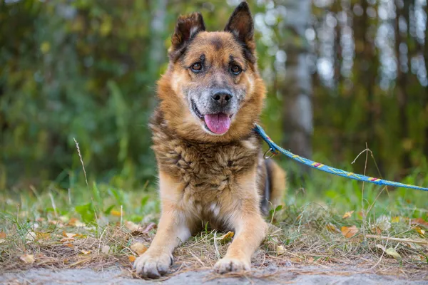 Pies do adopcji, Nowodwór, 15 września 2025 (4/5)