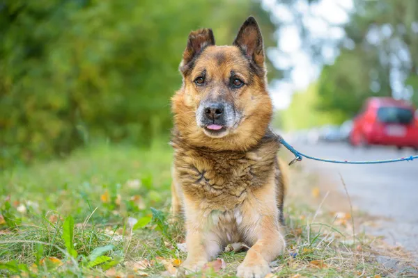 Pies do adopcji, Nowodwór, 15 września 2025 (5/5)