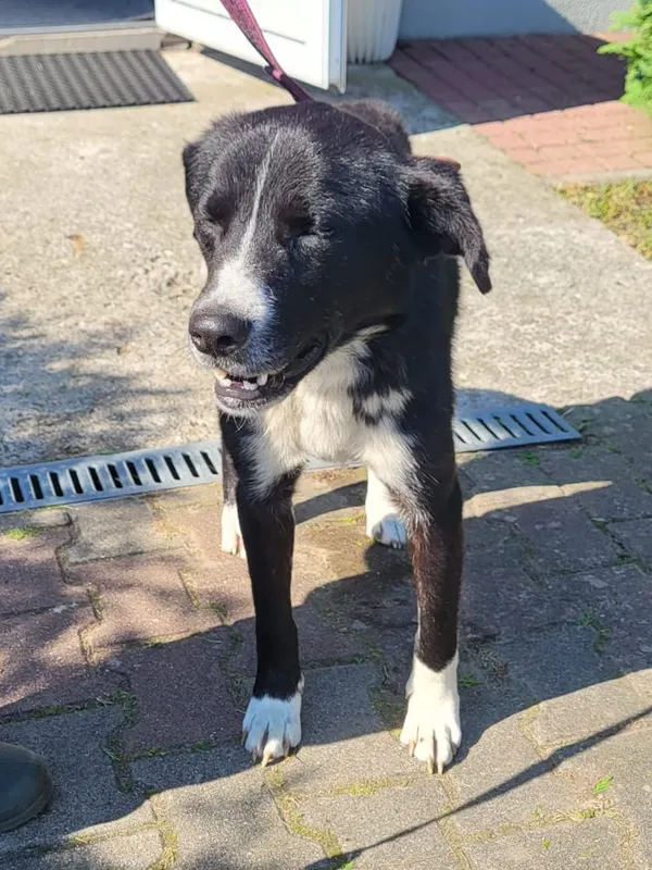 Pies do adopcji, Sosnowice, 19 września 2024 (2/2)