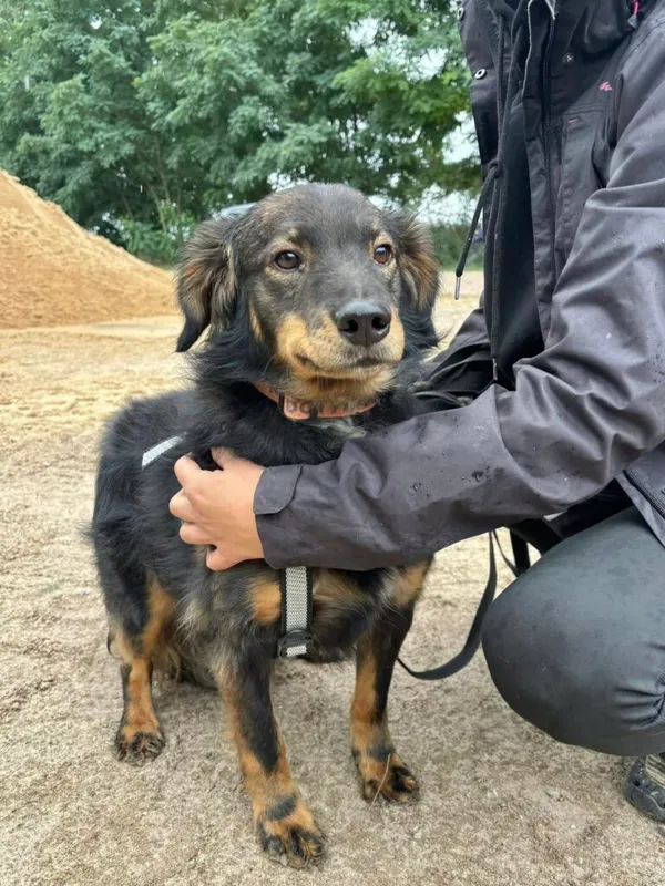 Pies do adopcji, Przyborówko, 15 września 2025 (2/3)