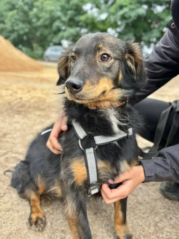 Pies do adopcji, Przyborówko, 15 września 2025 (3/3)