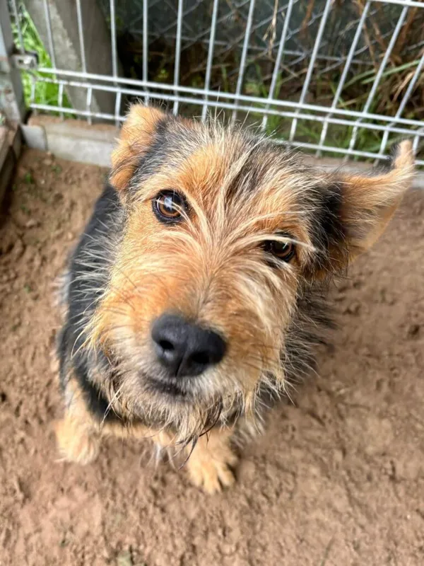 Pies do adopcji, Przyborówko, 15 września 2025 (2/3)