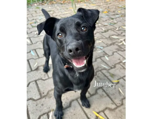 Pies do adopcji, Przyborówko, 15 września 2025 (3/3)