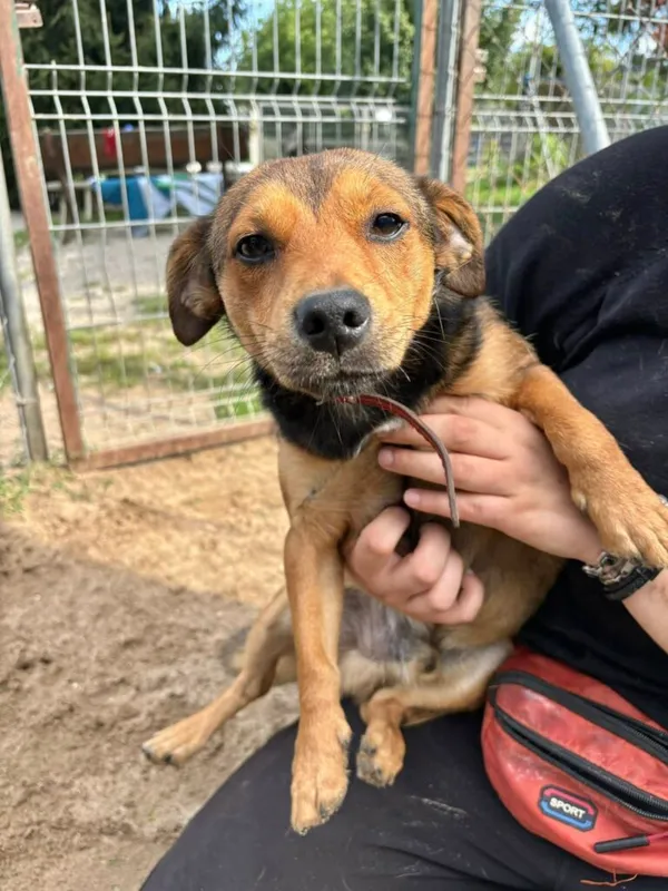 Pies do adopcji, Przyborówko, 15 września 2025 (1/4)