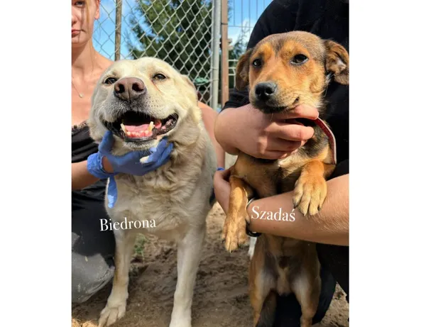 Pies do adopcji, Przyborówko, 15 września 2025 (4/4)