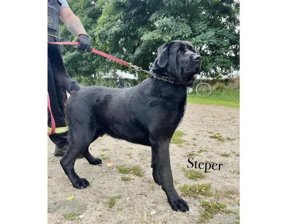 Pies do adopcji, Przyborówko, 27 października 2025 (1/4)