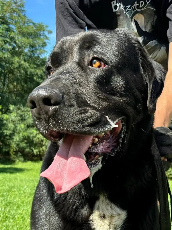 Pies do adopcji, Przyborówko, 27 października 2025 (2/4)