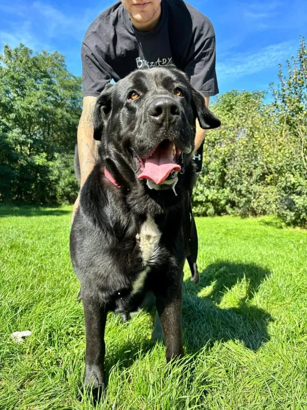 Pies do adopcji, Przyborówko, 27 października 2025 (4/4)