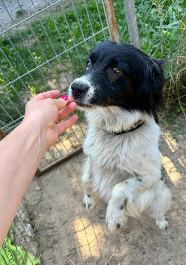 Pies do adopcji, Przyborówko, 15 września 2025 (1/3)