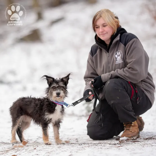 Pies do adopcji, Gdynia, 16 września 2025 (2/4)