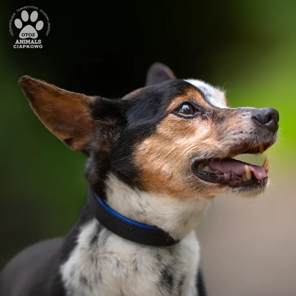 Pies do adopcji, Gdynia, 16 września 2025 (4/5)