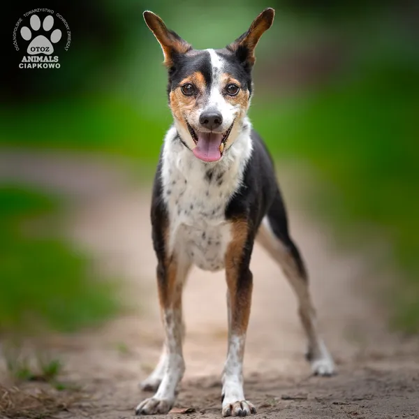 Pies do adopcji, Gdynia, 16 września 2025 (5/5)