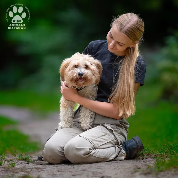 Pies do adopcji, Gdynia, 16 września 2025 (2/4)