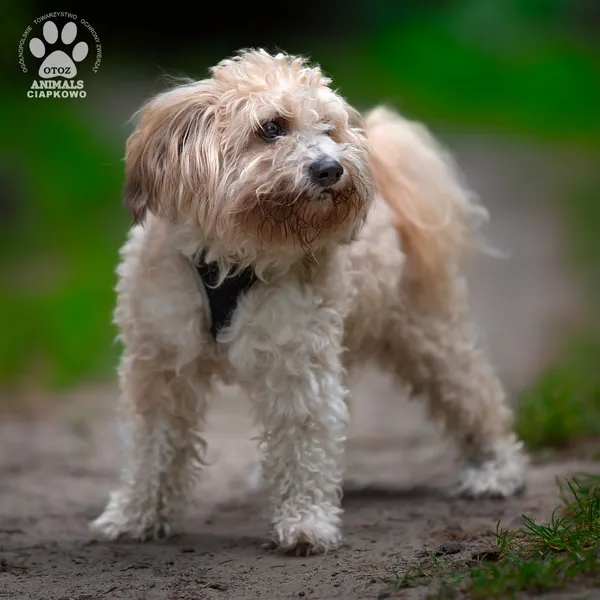 Pies do adopcji, Gdynia, 16 września 2025 (3/4)