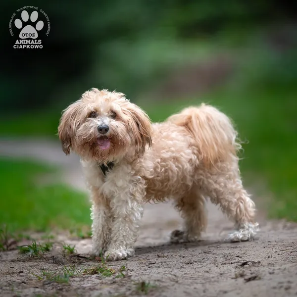 Pies do adopcji, Gdynia, 16 września 2025 (4/4)