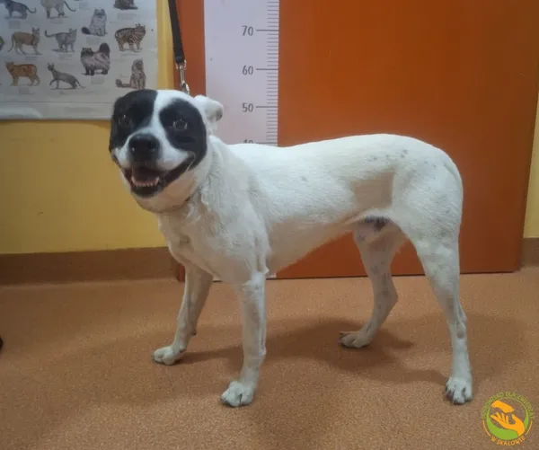 Znaleziono psa, Skałowo, 16 września 2025