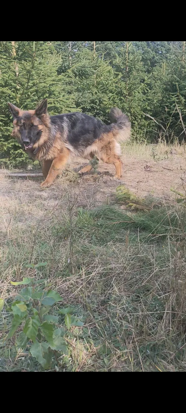 Zaginął pies, Łódź, 16 września 2025