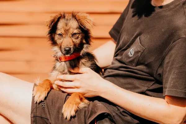 Pies do adopcji, Czartki, 16 września 2025 (1/5)