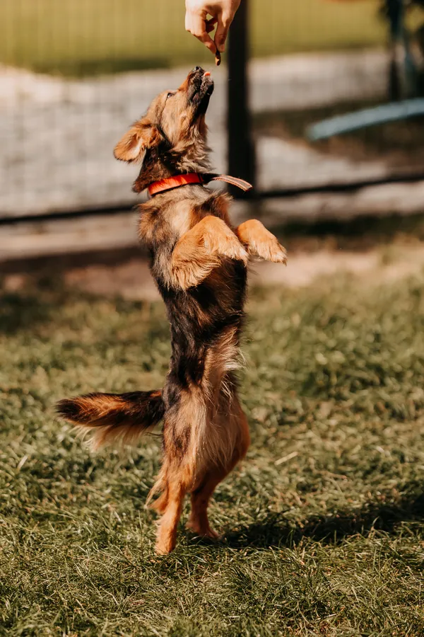 Pies do adopcji, Czartki, 16 września 2025 (3/5)